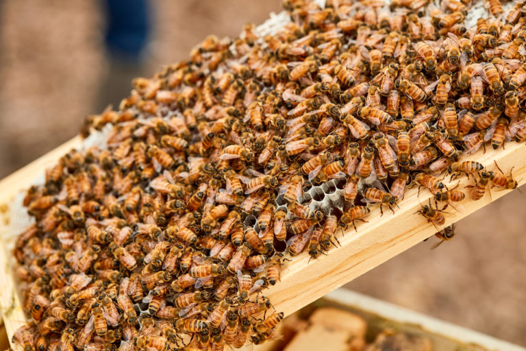 蜂箱架上的蜜蜂