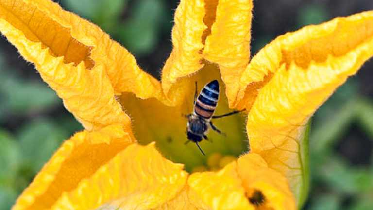南瓜花里的蜜蜂