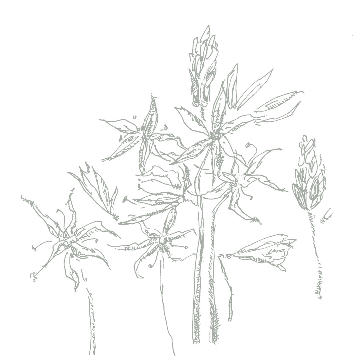 装饰花